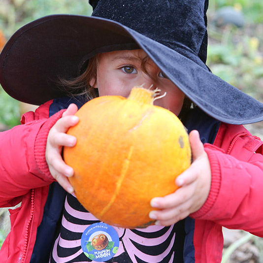 Pumpkin Image